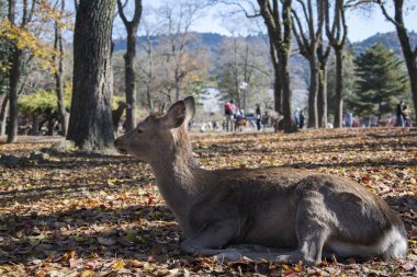 Japon geyiği Nara Parkı 'nda dinleniyor. Üzerinde kırmızı akçaağaç yaprakları var.