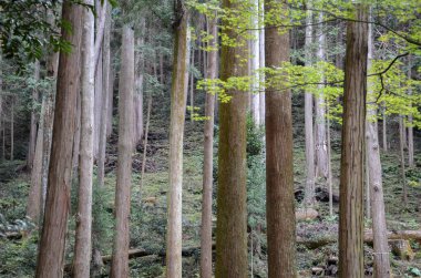 Beautiful green mystique pine forest