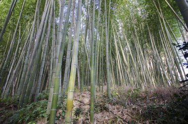 Arashiyama Bambu Ormanı Kyoto 'da ünlü bir yerdir.
