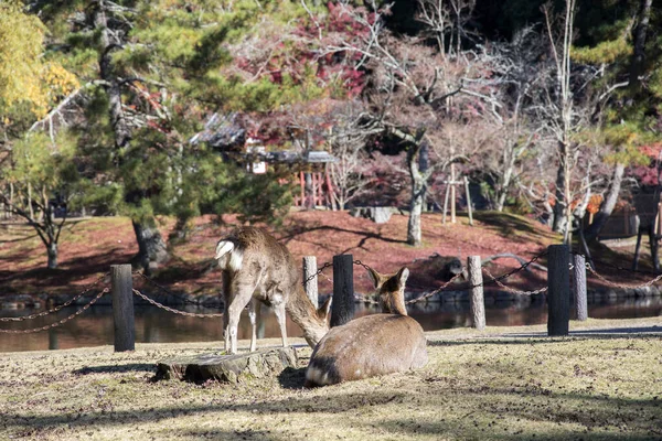 Молодой олень в парке Nara Park — стоковое фото