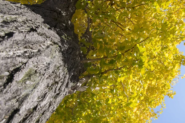 Gele blad en ginko boom in Japan tuin — Stockfoto