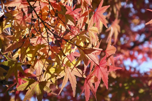 Rode ahornbladeren voor de herfst — Stockfoto