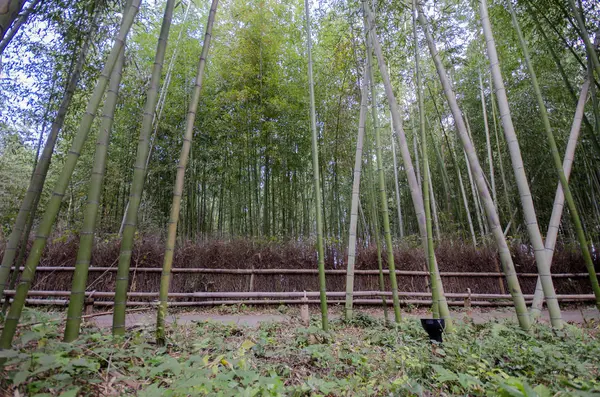 Arashiyama Bosque de Bambú famoso lugar en Kyoto — Foto de Stock