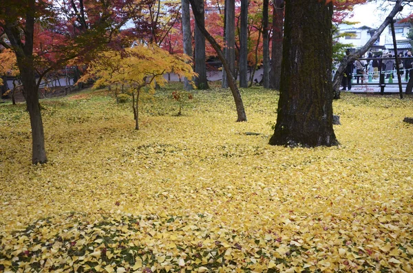 Πολύχρωμα φύλλα φθινοπώρου σε κήπους Eikando Zenrinji στο Κιότο, — Φωτογραφία Αρχείου