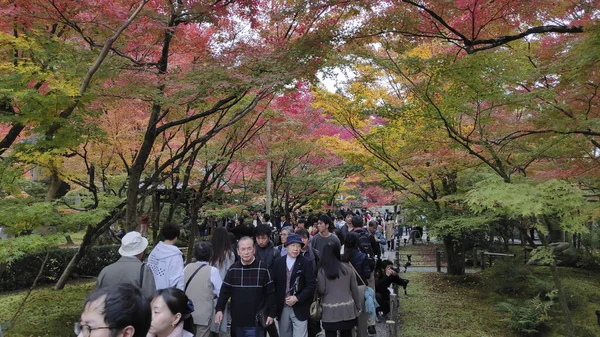 Árvore de jardim de outono no Pavilhão Dourado Templo Kinkakuji em Kyoto — Fotografia de Stock