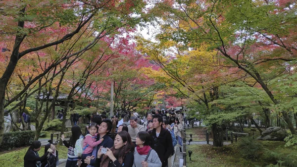 Kyoto 'daki Altın Pavyon Kinkakuji Tapınağı' ndaki sonbahar bahçesi ağacı. — Stok fotoğraf