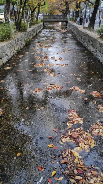 Rio Takase com licença de outono em Kyoto, Japão — Fotografia de Stock