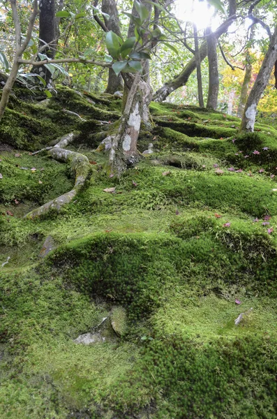 Forntida grön skog natur med mossig mark — Stockfoto