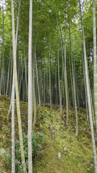 Arashiyama Bamboo Forest famous place in Kyoto — Stock Photo, Image