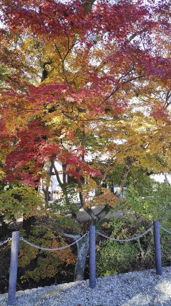 Árbol de arce rojo en el parque Nara —  Fotos de Stock