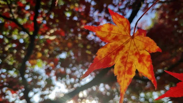 Rode esdoorn bladeren in kleurrijke herfst seizoen — Stockfoto
