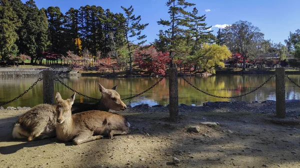 Japanse herten rusten in Nara Park met rode esdoorn bladeren boom — Stockfoto