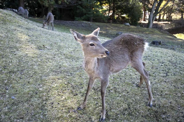 Ciervo joven en el parque Nara Park —  Fotos de Stock