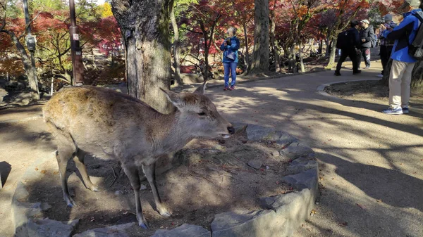 Ciervo japonés descansando en Nara Park con hojas de arce rojo —  Fotos de Stock