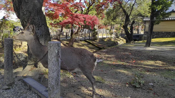 Ciervo japonés descansando en Nara Park con hojas de arce rojo —  Fotos de Stock