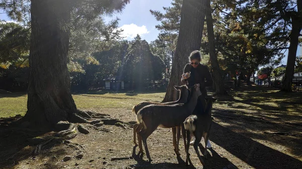 Genç turist Japonya 'nın Nara kentindeki parkta geyik besliyor. — Stok fotoğraf