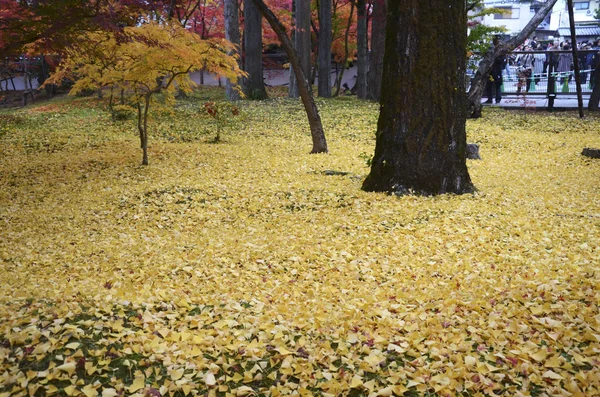 Colores otoñales en el Templo Eikando Kyoto, Japón —  Fotos de Stock