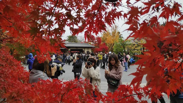 Φθινόπωρο δέντρο κήπο στο Golden Pavilion Kinkakuji Temple στο Κιότο — Φωτογραφία Αρχείου