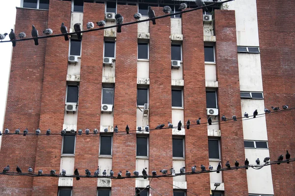 Duvor fågel hålla på elektrisk tråd — Stockfoto