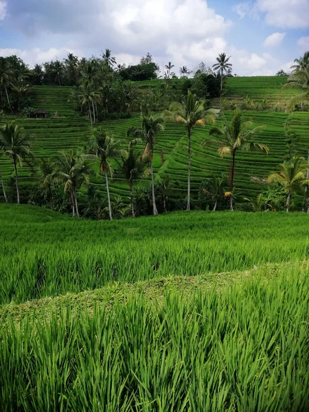 Widok na zielone pola ryżowe na Bali — Zdjęcie stockowe