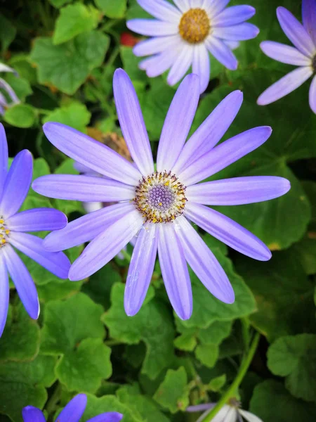 Mooie paarse Afrikaanse madeliefje bloem — Stockfoto