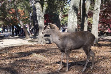 Geyik sonbahar sabahı Nara 'da halk parkında