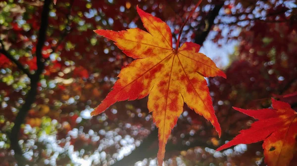 Червоне кленове листя в барвистому осінньому сезоні — стокове фото