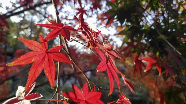 Czerwony klon liście w kolorowym sezonie jesiennym — Zdjęcie stockowe