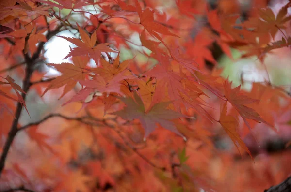 Licença vermelha de árvore de bordo de outono — Fotografia de Stock