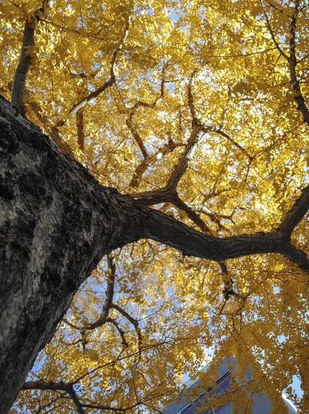 Gele blad en ginko boom in Japan tuin — Stockfoto