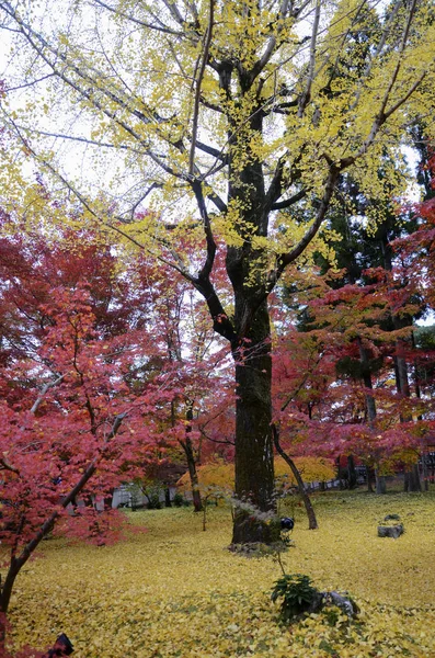 Осенние цвета в храме Эйкандо Киото, Япония — стоковое фото