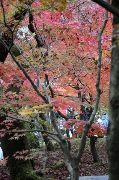Hojas coloridas de color otoño en los jardines de Eikando Zenrinji en Kyoto , —  Fotos de Stock