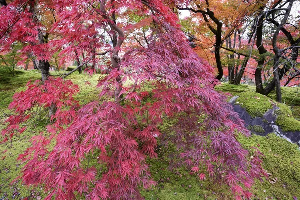 Feuilles colorées de couleur automne dans les jardins Eikando Zenrinji à Kyoto , — Photo