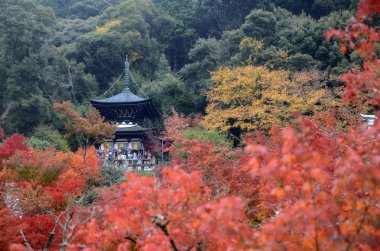 Kyoto 'daki Eikando Zenrinji bahçelerinde renkli sonbahar yaprakları,