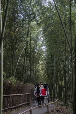 A caddesindeki bambu orman yolunda turist sürerken çekmişler.
