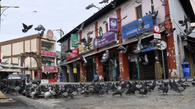 Wild pigeons on the street in Johor Bahru, Malaysia