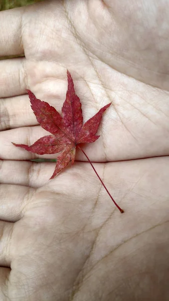 Vrouw handen houden rood oranje esdoorn blad — Stockfoto
