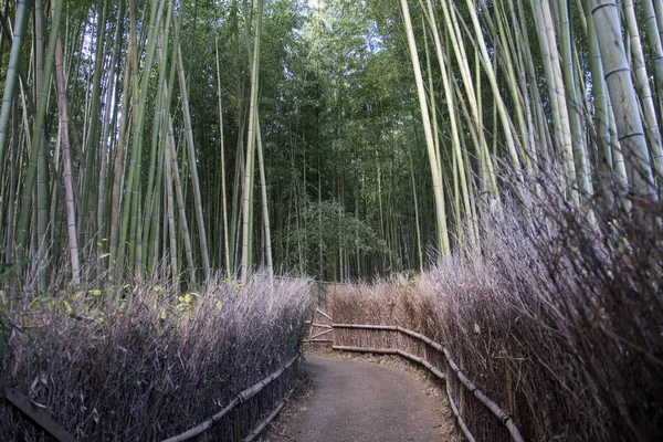 Arashiyama Bamboo Forest famous place in Kyoto — Stock Photo, Image