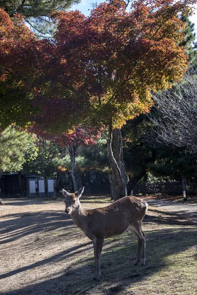 Ciervo joven en el parque Nara Park —  Fotos de Stock