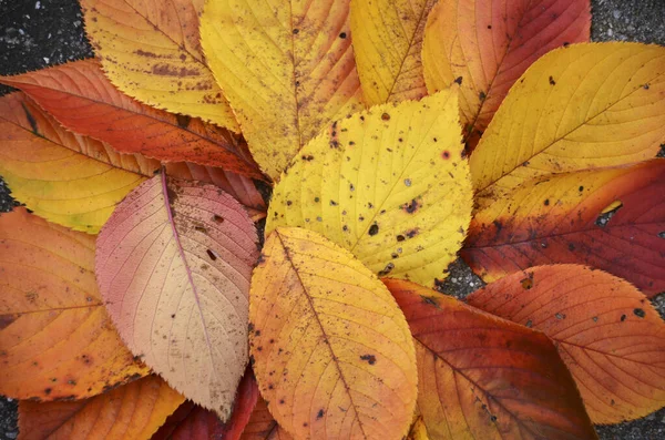 Mooie droge bladeren van geel op de grond gevallen — Stockfoto
