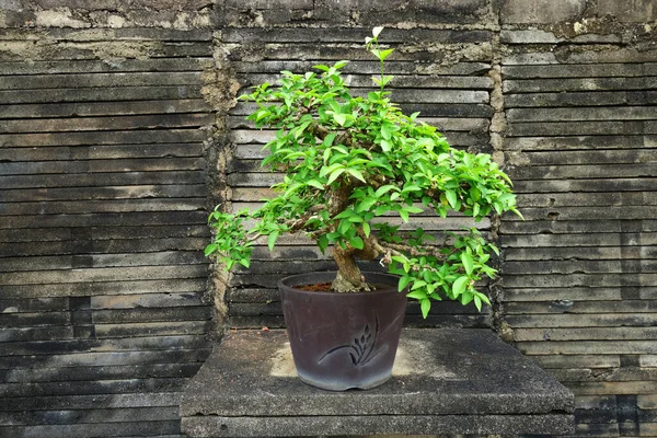 Bellissimo albero di bonsai — Foto Stock