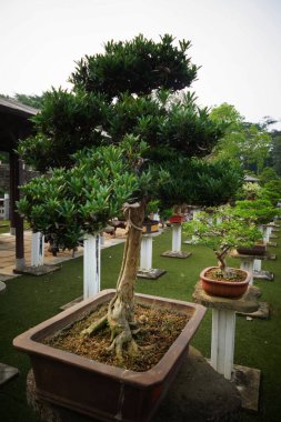 güzel bonsai ağacı
