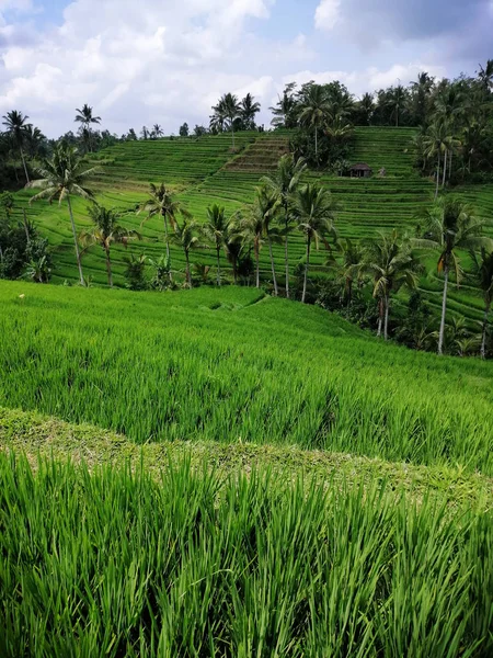 Погляд на зелені поля рису на Балі. — стокове фото