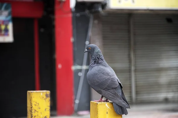 Metal bir direğin üzerinde duran vahşi güvercin. — Stok fotoğraf