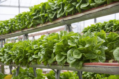 Kapalı alanda organik taze yeşil sebzeler sera bahçesi çocuk çiftliğinde üretiliyor.