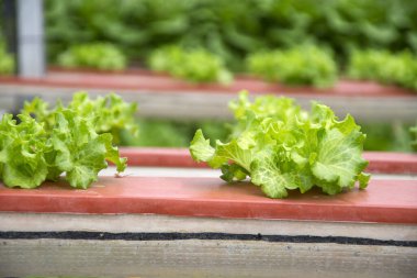 Kapalı alanda organik taze yeşil sebzeler sera bahçesi çocuk çiftliğinde üretiliyor.