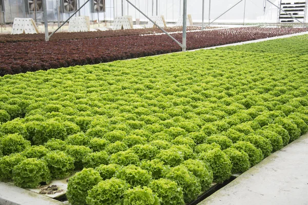 Indoor organic hydroponic fresh green vegetables produce in greenhouse garden nursery farm