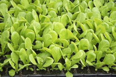 Bahçedeki toprakta sebze yaprağı yetiştiriyorum.