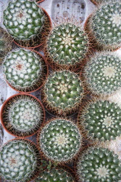 Various Miniature Cactus Pot Decorate Garden — Stock Photo, Image