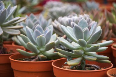 Dekorasyon için kaktüs sulu bitkilerin çeşitliliği